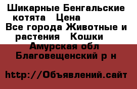 Шикарные Бенгальские котята › Цена ­ 25 000 - Все города Животные и растения » Кошки   . Амурская обл.,Благовещенский р-н